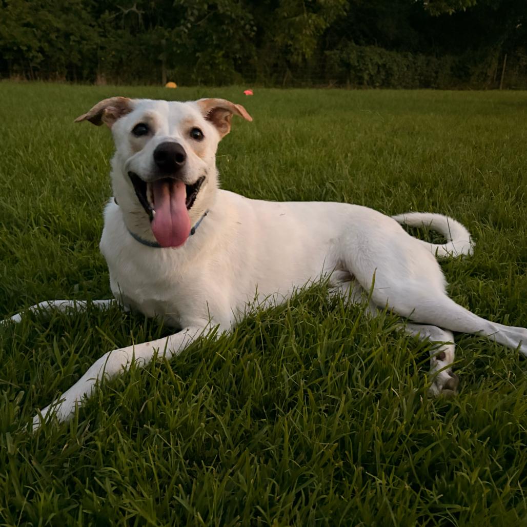 Mighty Mack, a Adoptable mixed breed in Carencro, LA image 5/6
