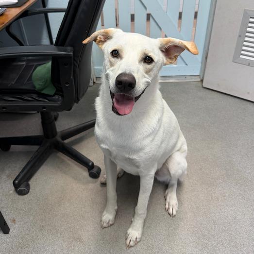 Enlarge Mighty Mack, a Adoptable mixed breed in Carencro, LA image 5/6
