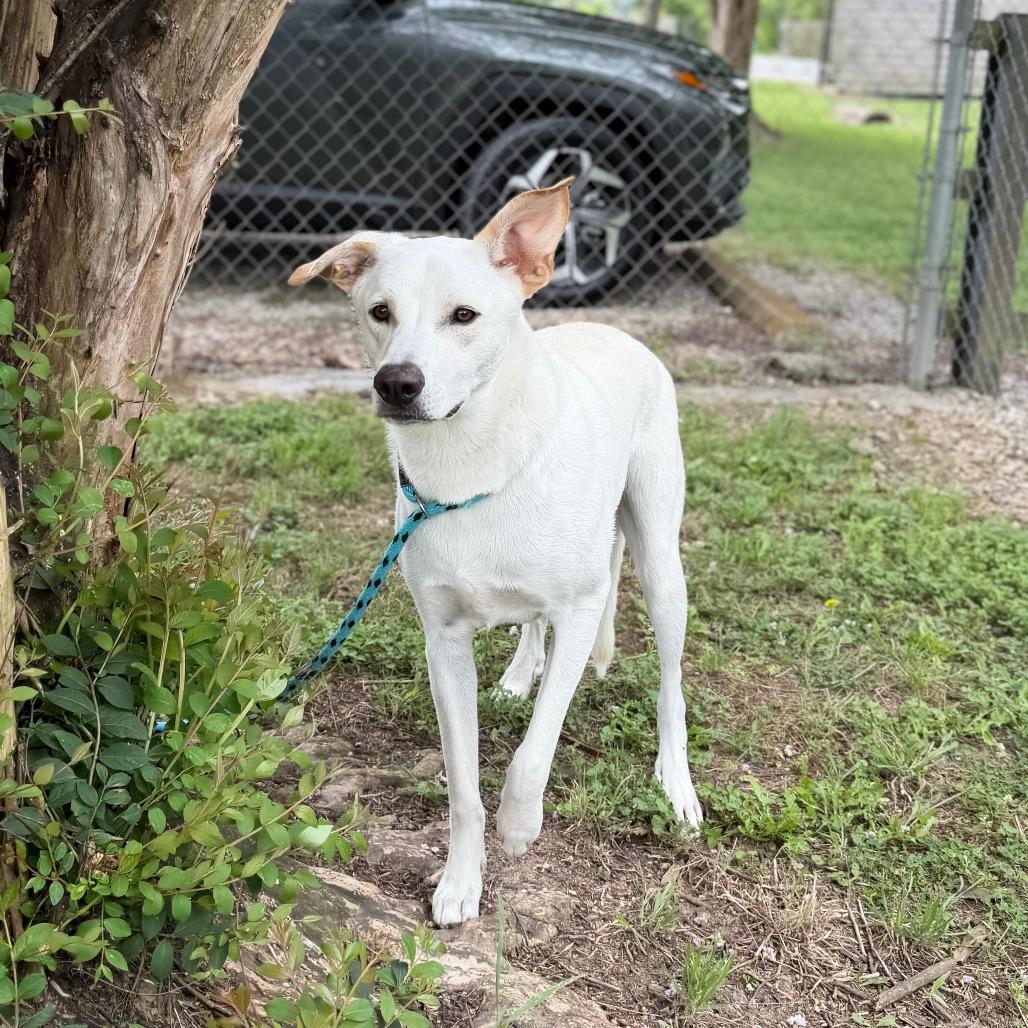 Enlarge Mighty Mack, a Adoptable mixed breed in Carencro, LA image 6/6