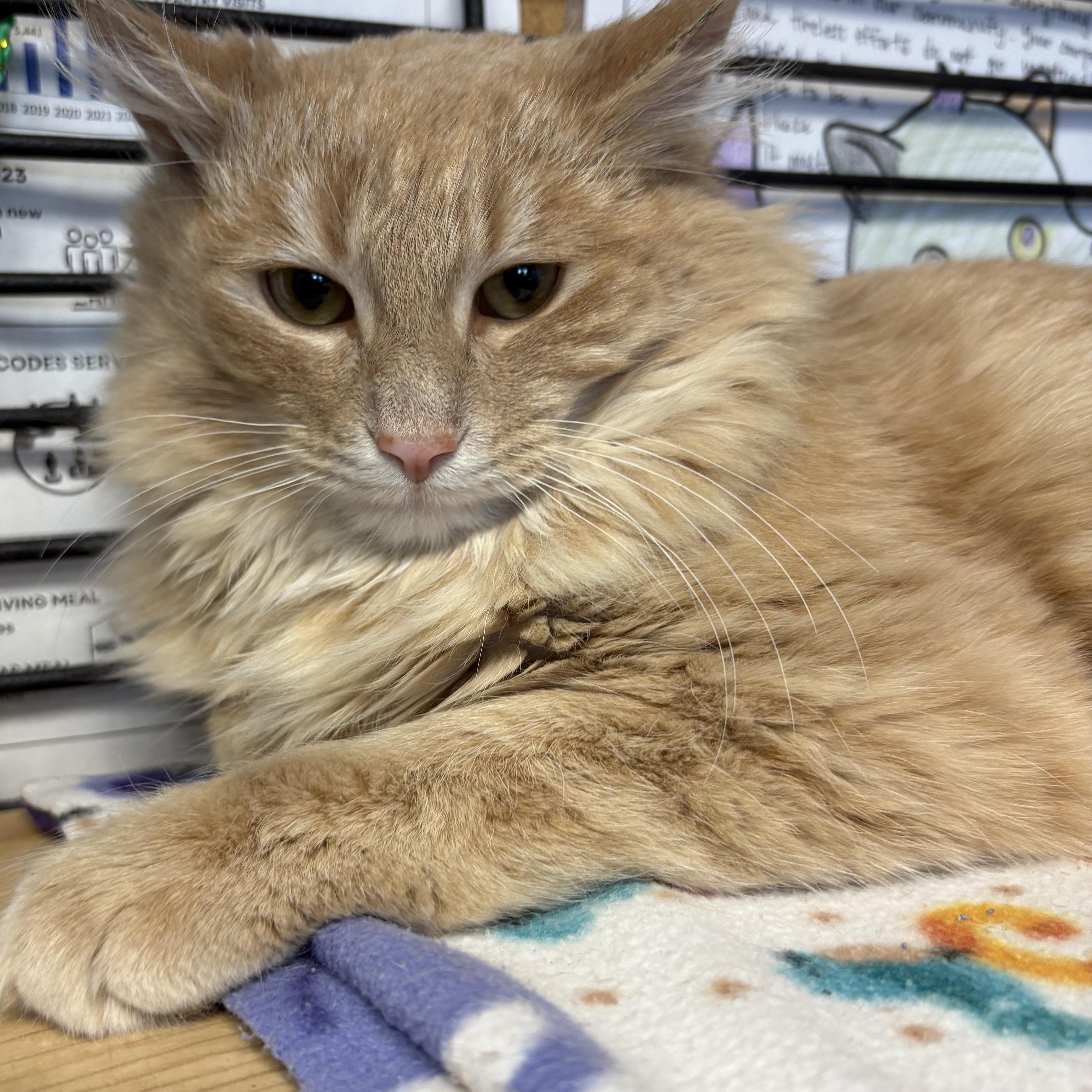 Enlarge McDreamy, an adopted Domestic Medium Hair in Columbus, OH image 3/6