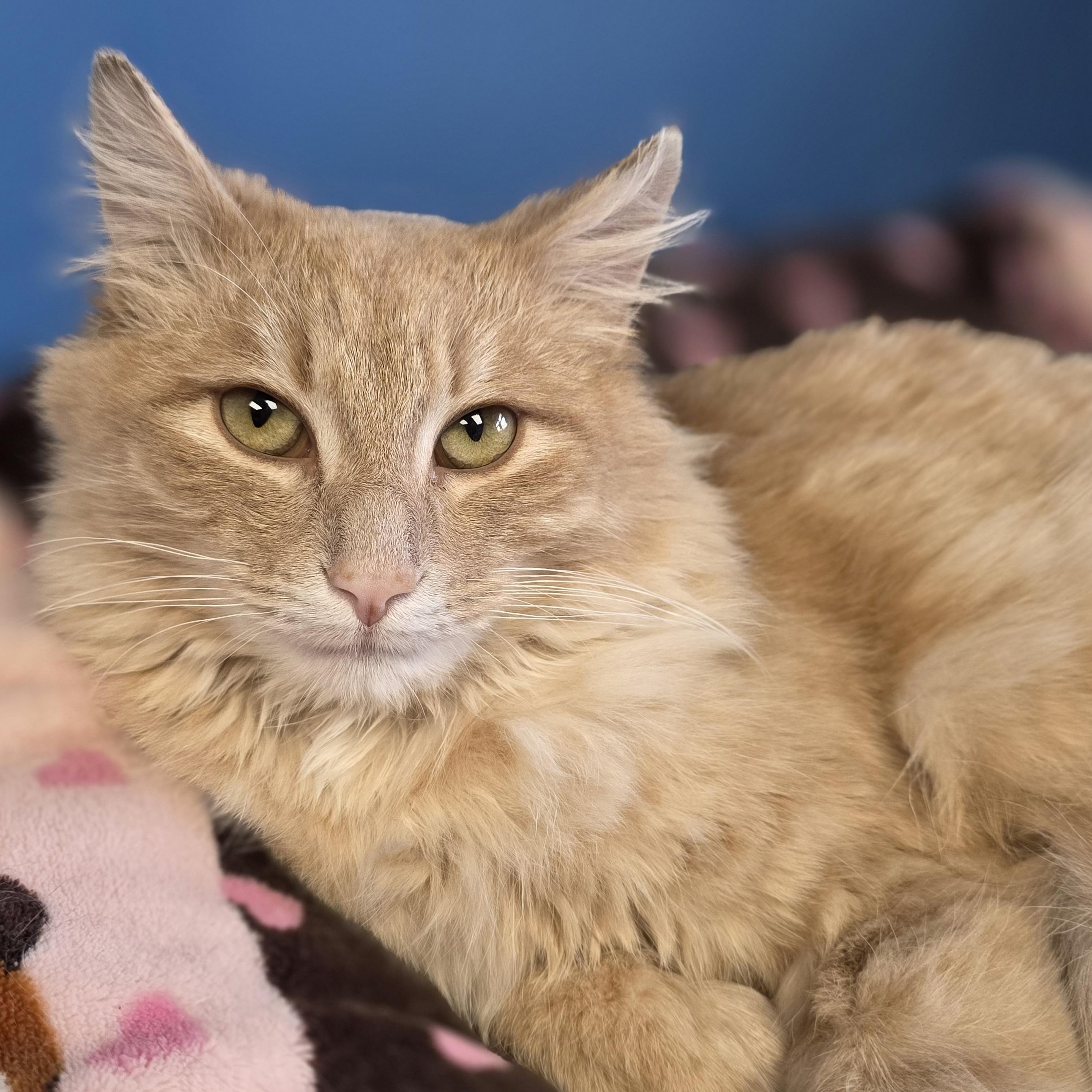 Enlarge McDreamy, an adopted Domestic Medium Hair in Columbus, OH image 1/6