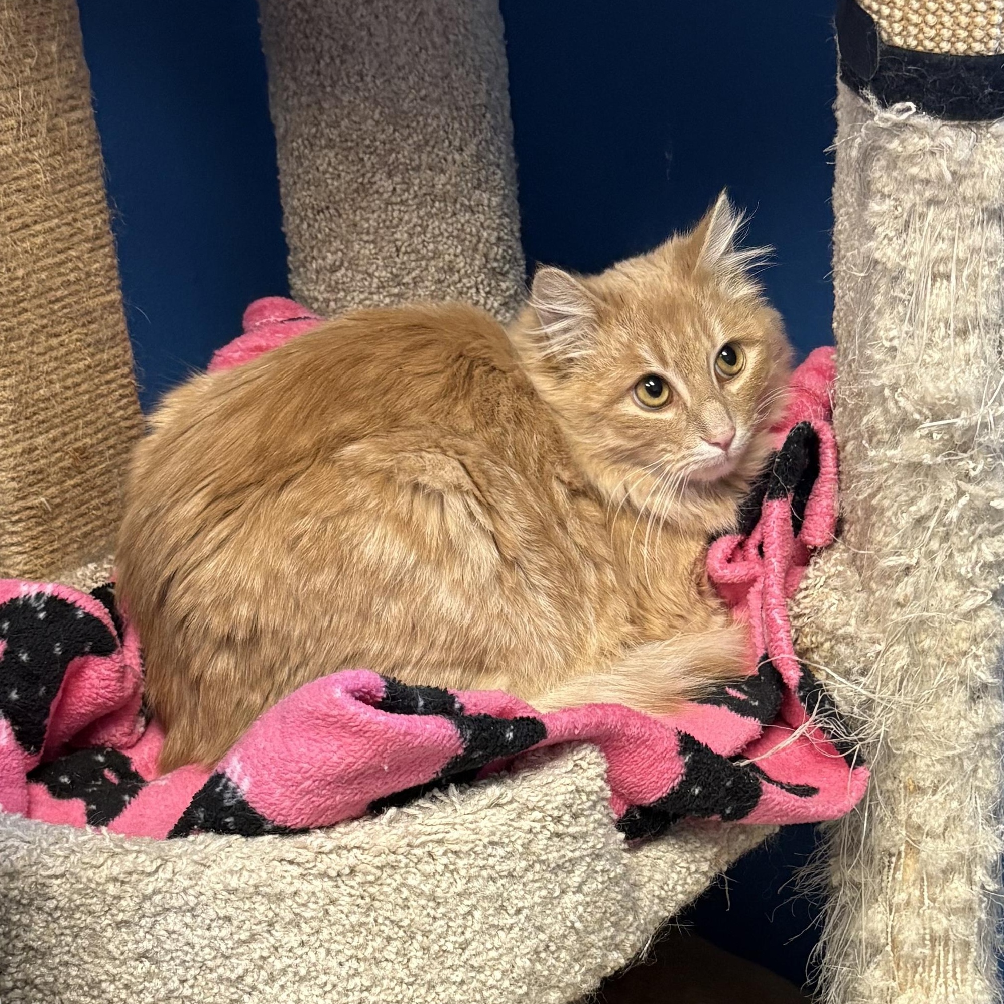 Enlarge McDreamy, an adopted Domestic Medium Hair in Columbus, OH image 6/6