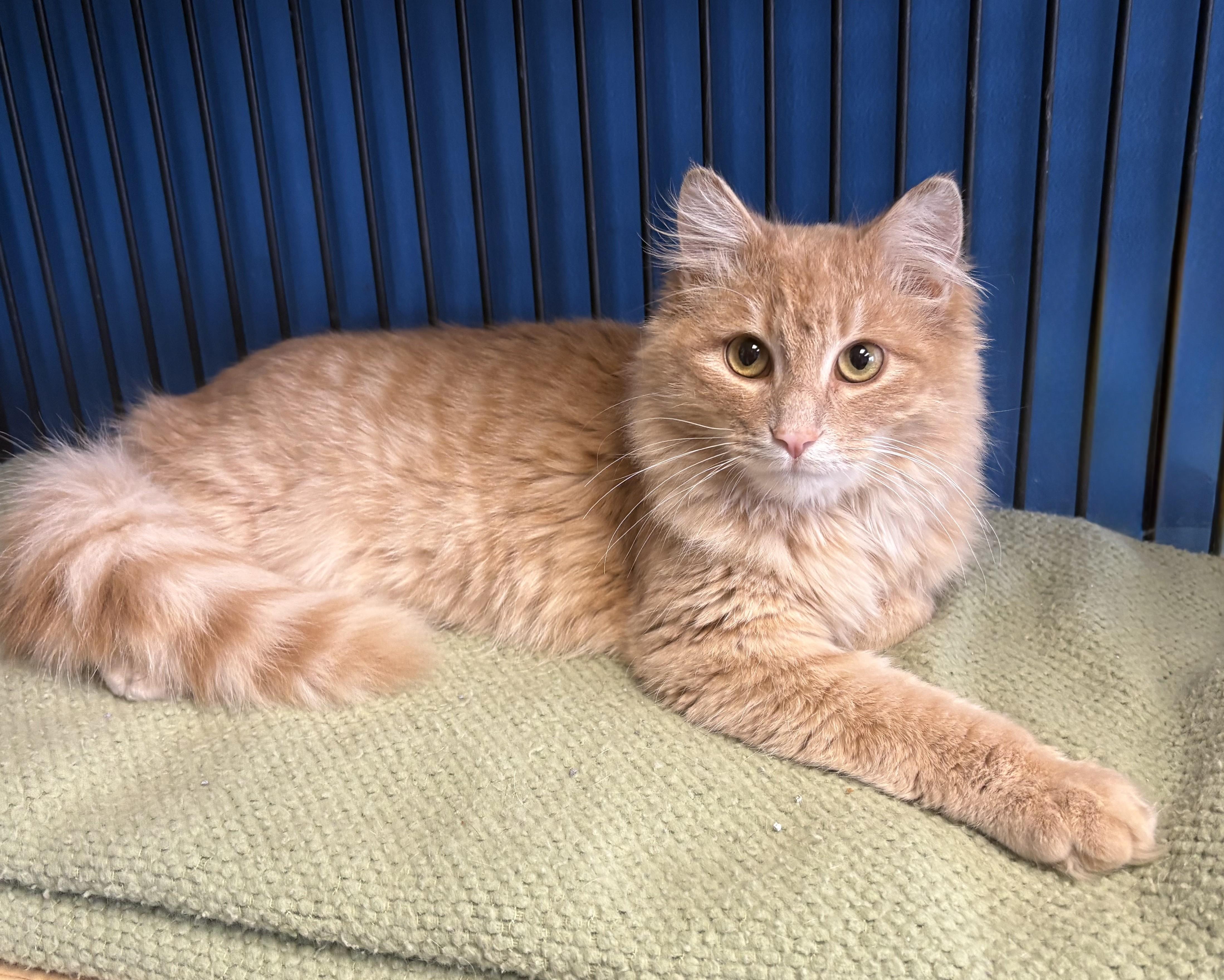 Enlarge McDreamy, an adopted Domestic Medium Hair in Columbus, OH image 2/6