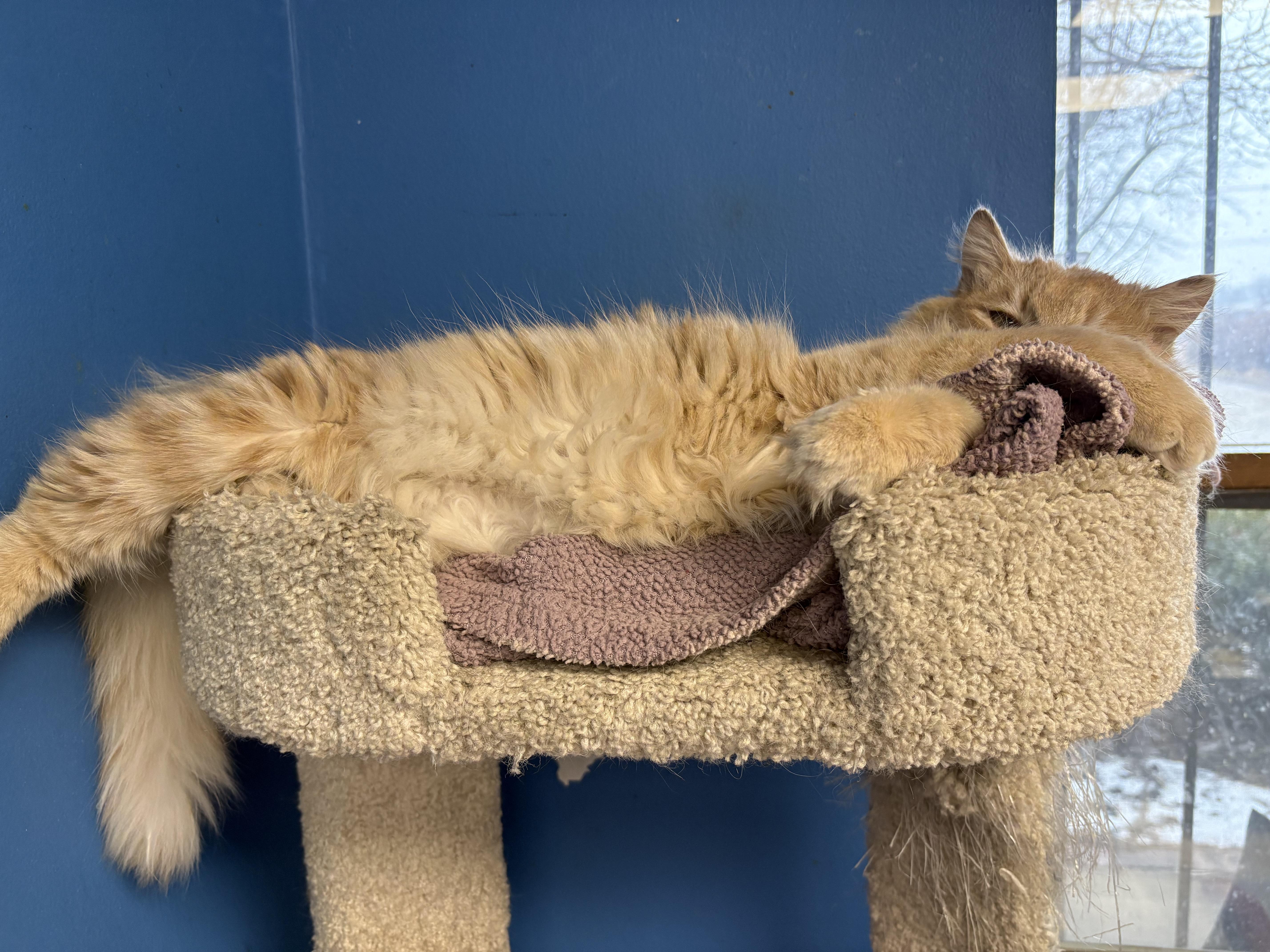 Enlarge McDreamy, an adopted Domestic Medium Hair in Columbus, OH image 5/6