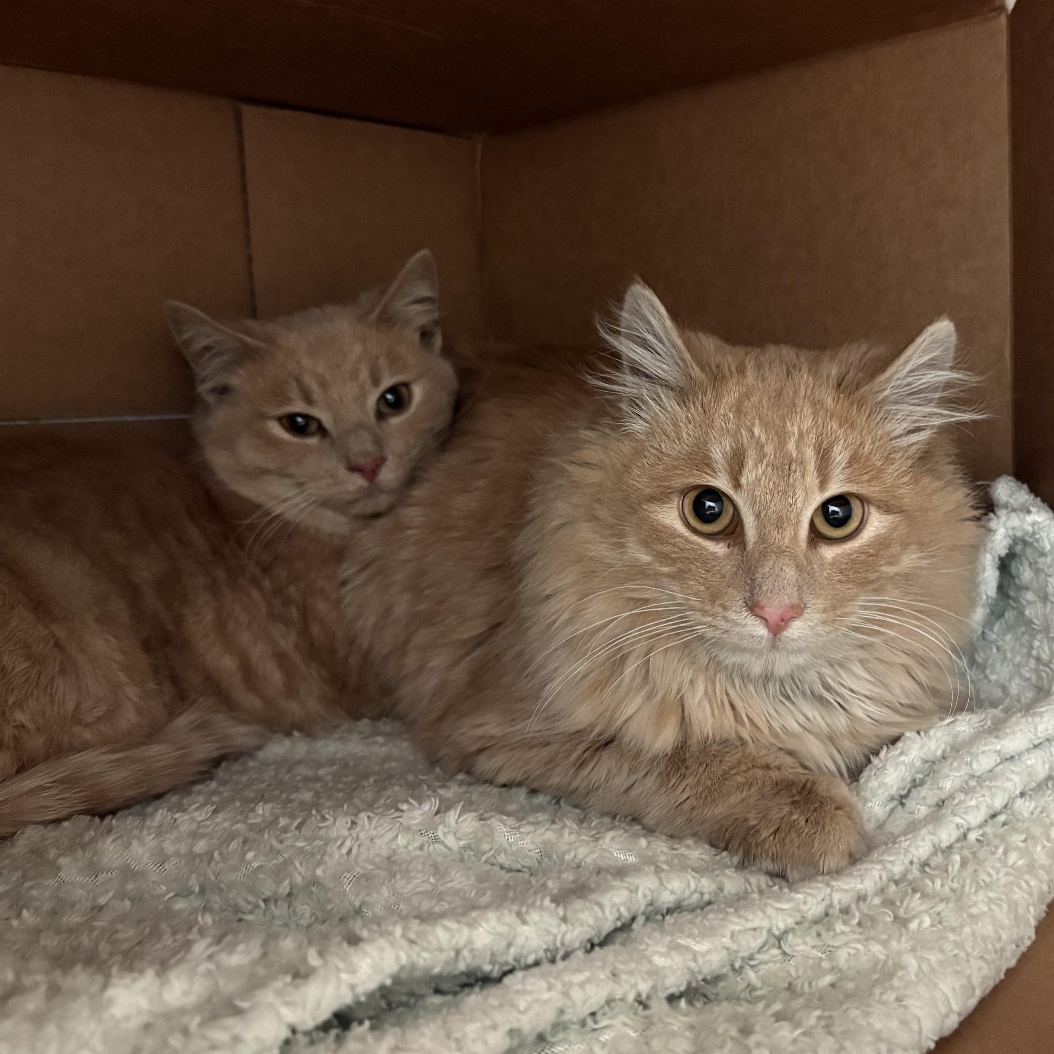 Enlarge McDreamy, an adopted Domestic Medium Hair in Columbus, OH image 4/6