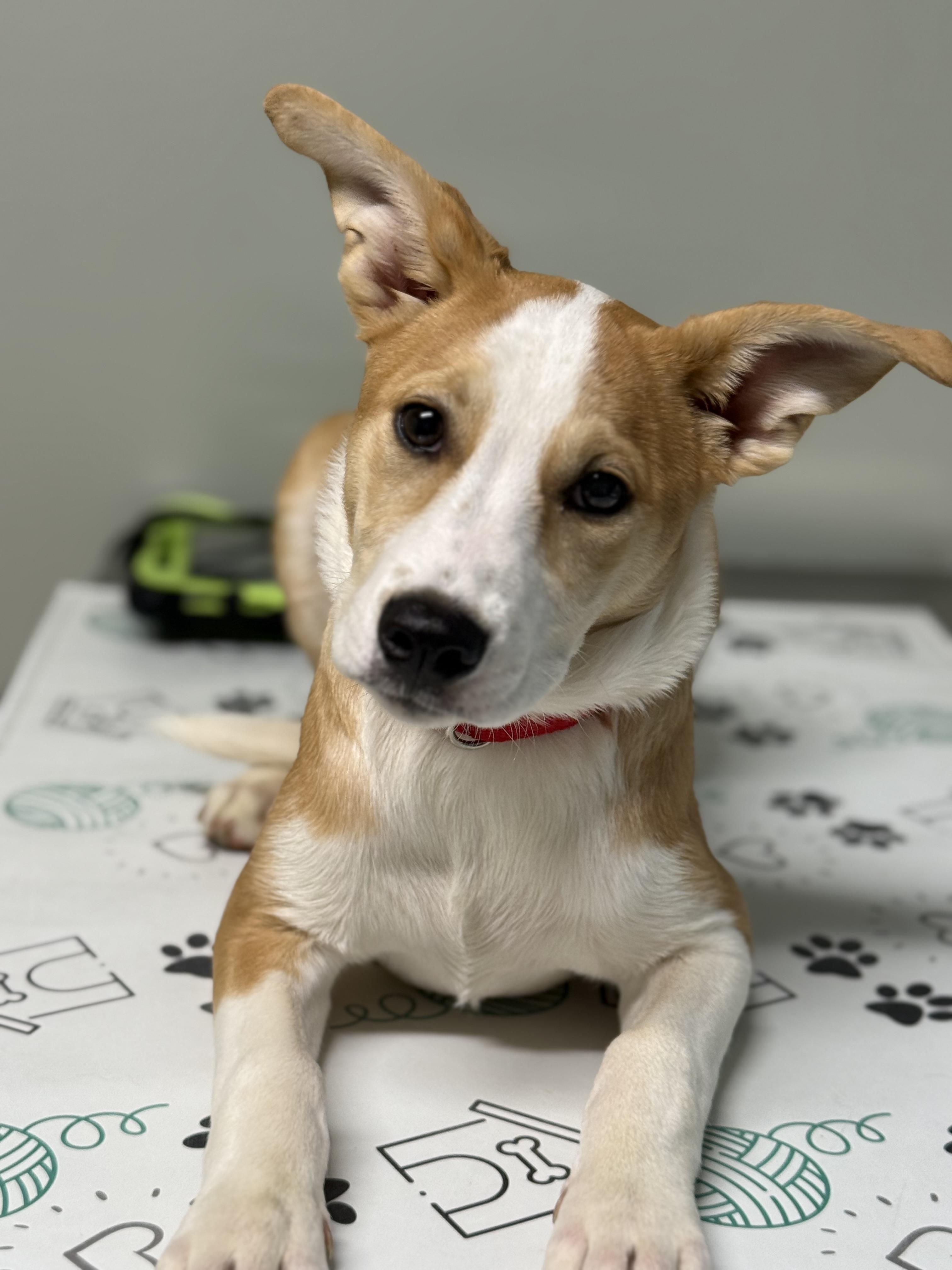 Enlarge Bonita, a Adopted mixed breed in Charlotte, NC image 3/3