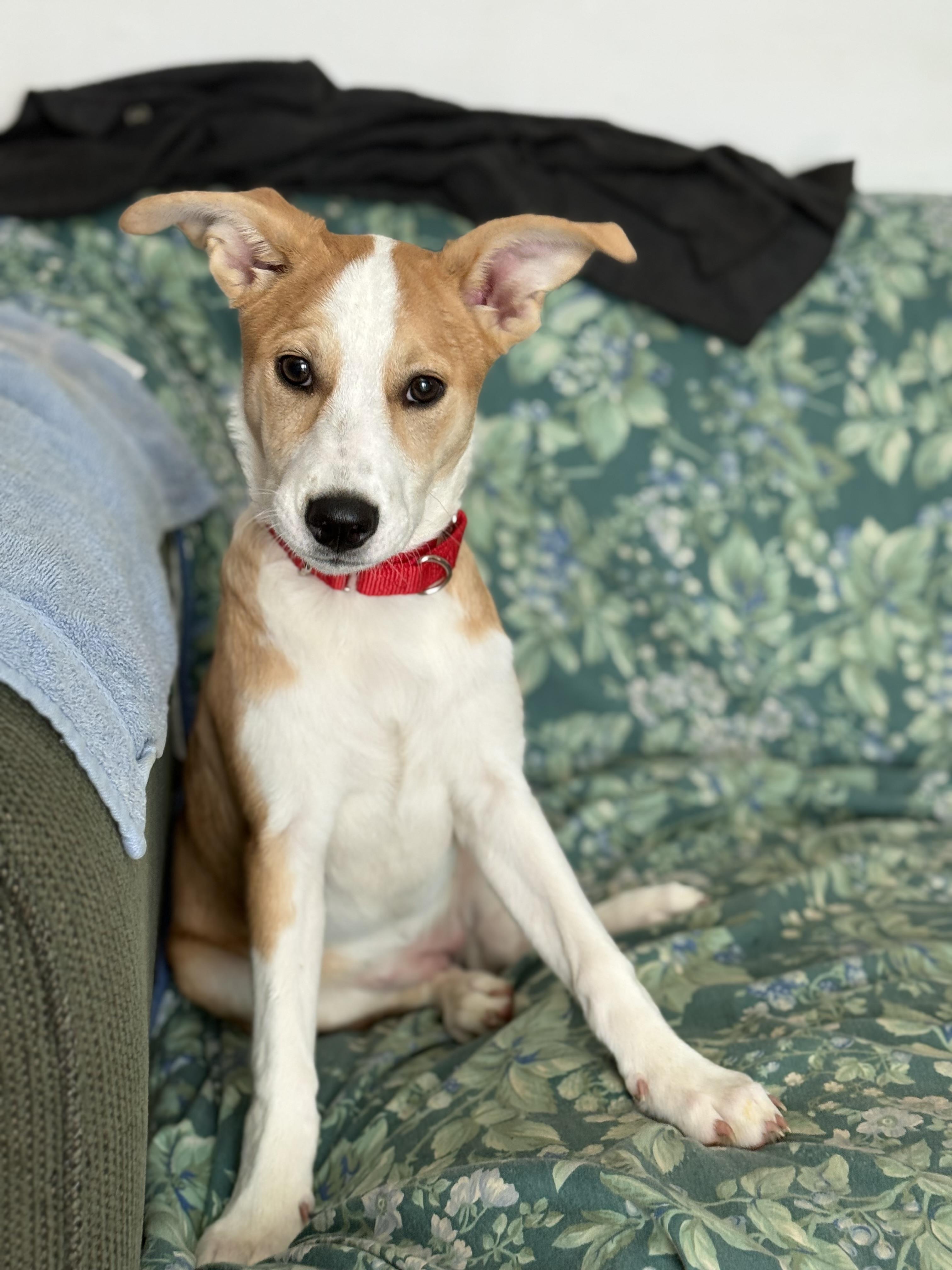 Enlarge Bonita, a Adopted mixed breed in Charlotte, NC image 1/3