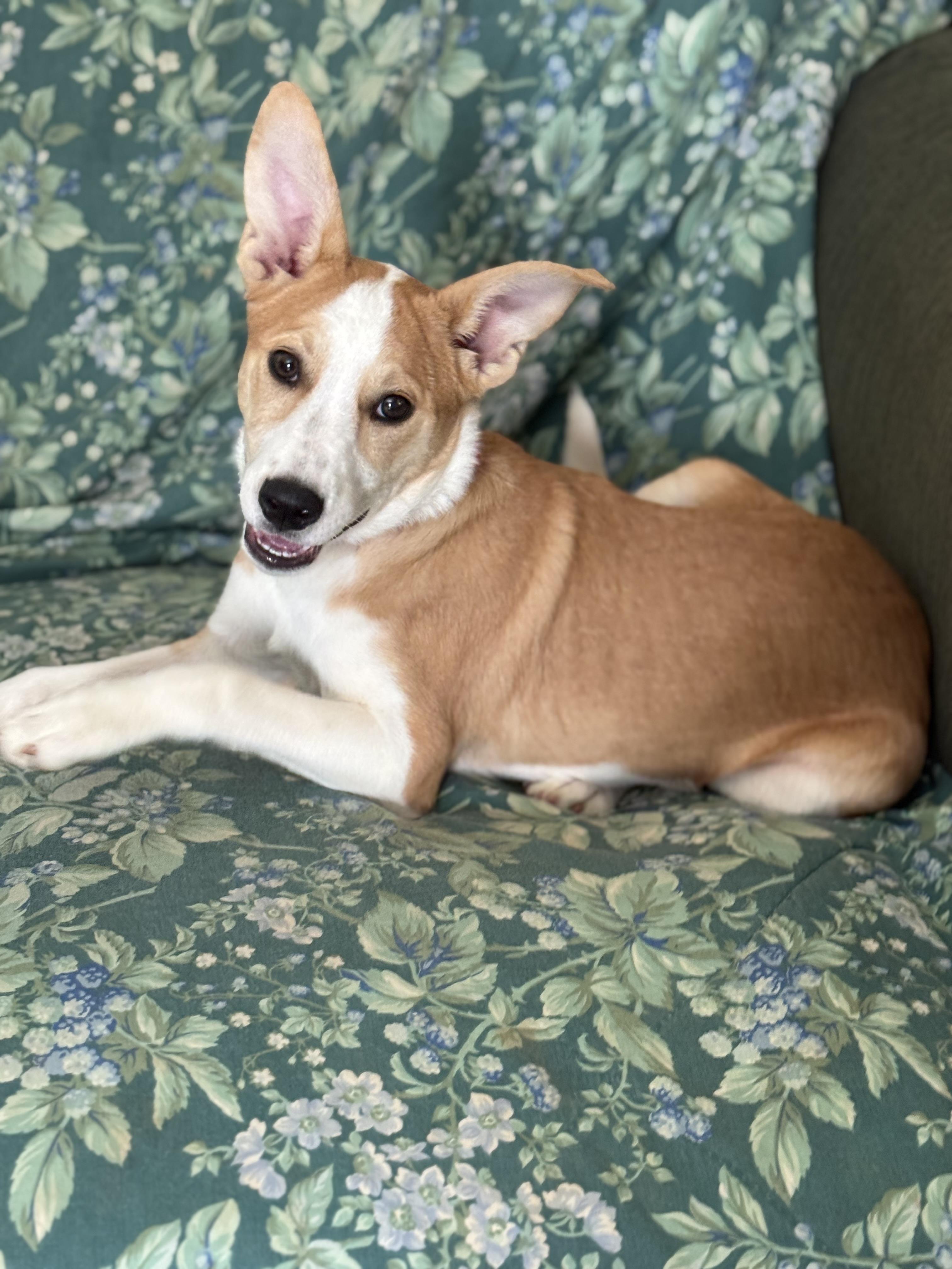 Enlarge Bonita, a Adopted mixed breed in Charlotte, NC image 2/3