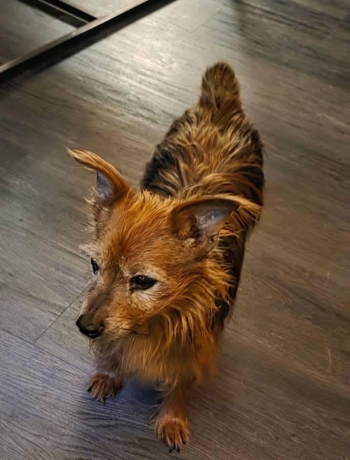 Ramsey, Adoptable, Adult Male Silky Terrier.