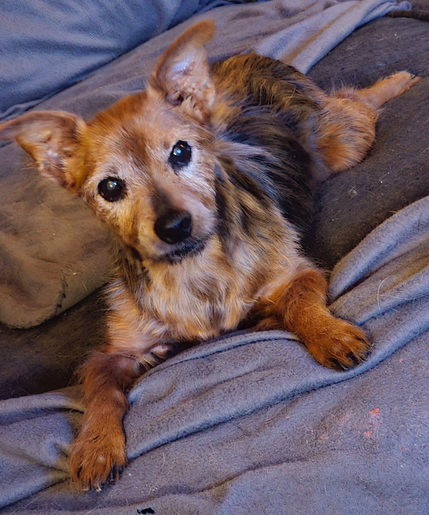 Enlarge Ramsey, a Adoptable Silky Terrier in Granite City, IL image 2/6