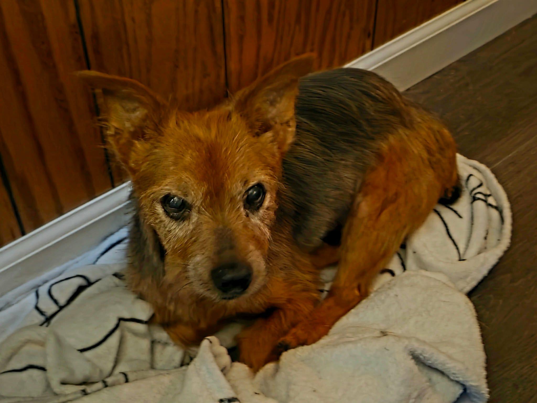 Enlarge Ramsey, a Adoptable Silky Terrier in Granite City, IL image 3/6