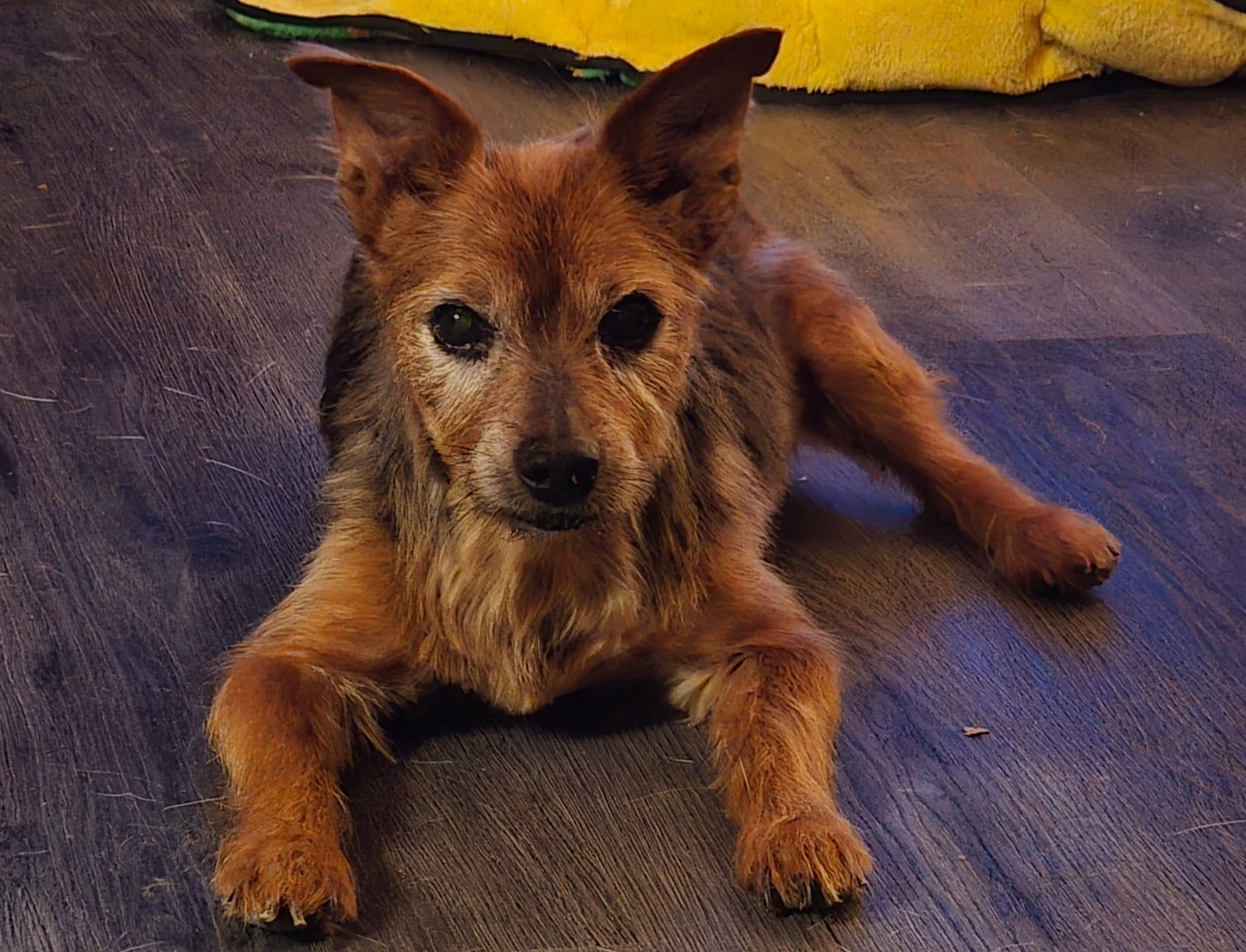 Enlarge Ramsey, a Adoptable Silky Terrier in Granite City, IL image 4/6