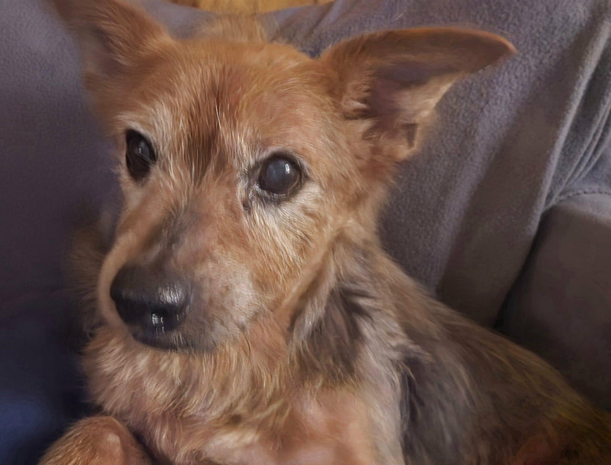 Enlarge Ramsey, a Adoptable Silky Terrier in Granite City, IL image 5/6