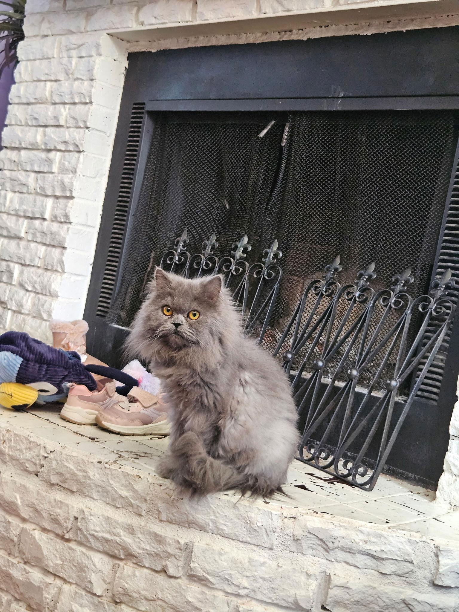 Sasuke, Adopted, Young Male Persian.