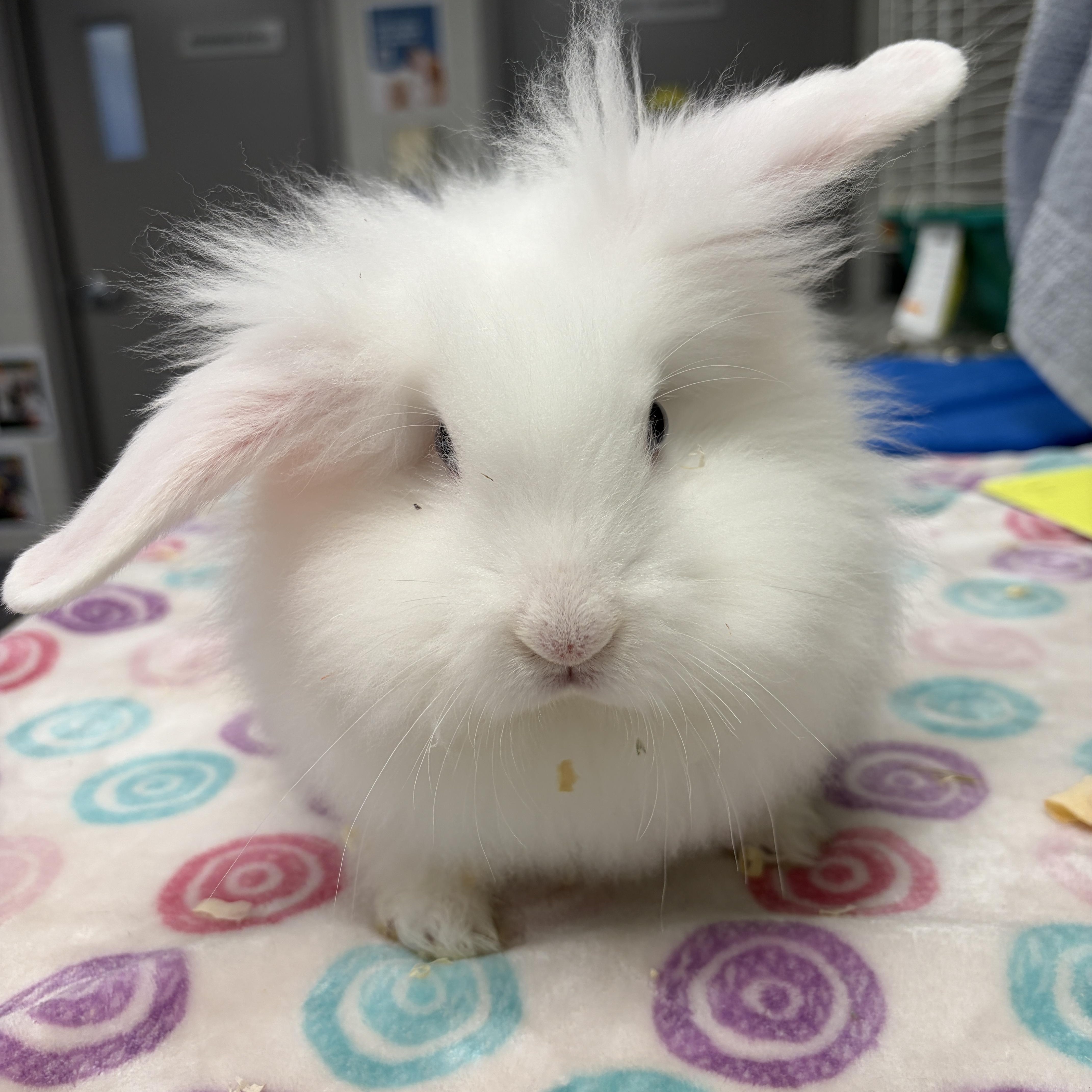 Enlarge Cutie, a Adoptable Bunny Rabbit in Mississauga, ON image 2/4