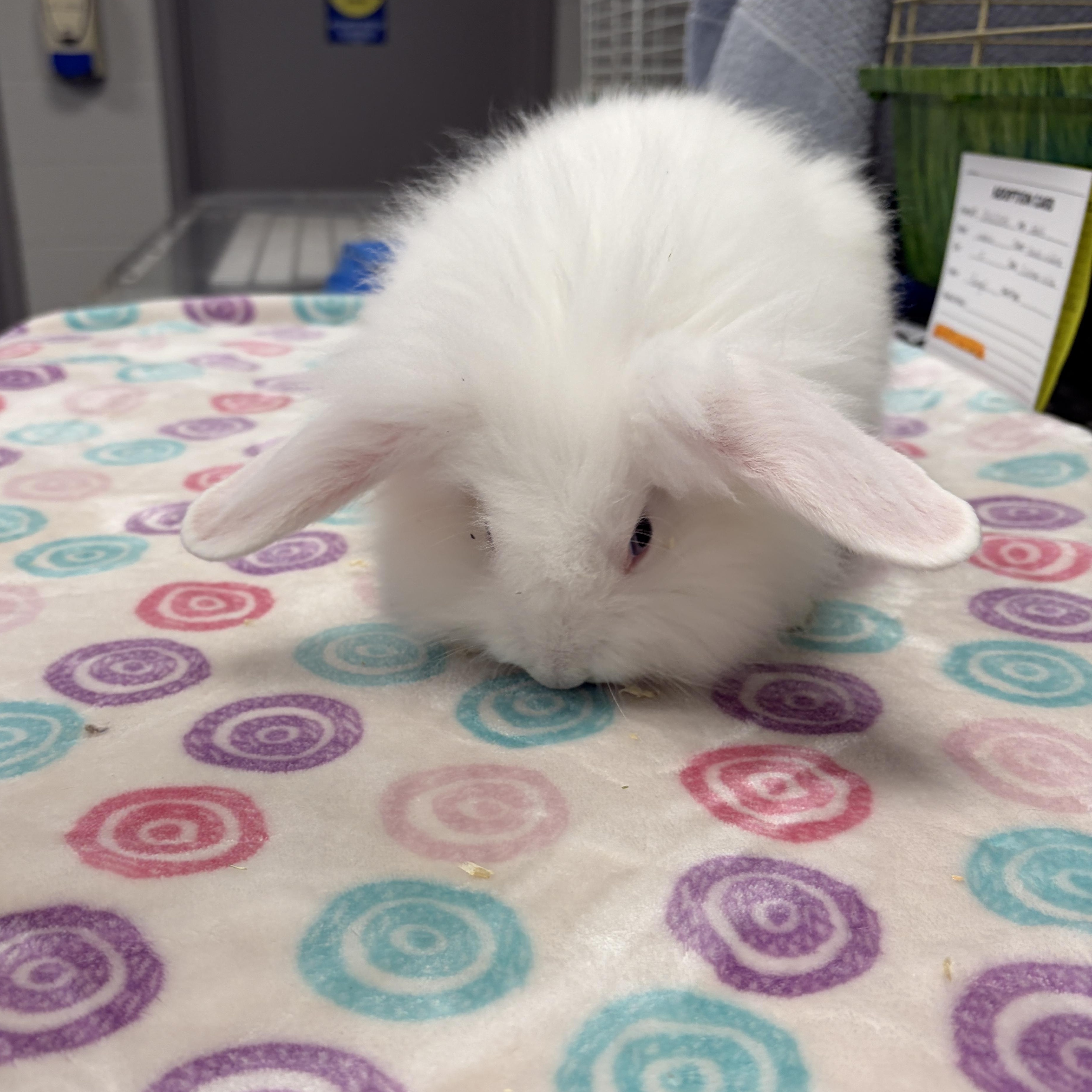 Enlarge Cutie, a Adoptable Bunny Rabbit in Mississauga, ON image 4/4