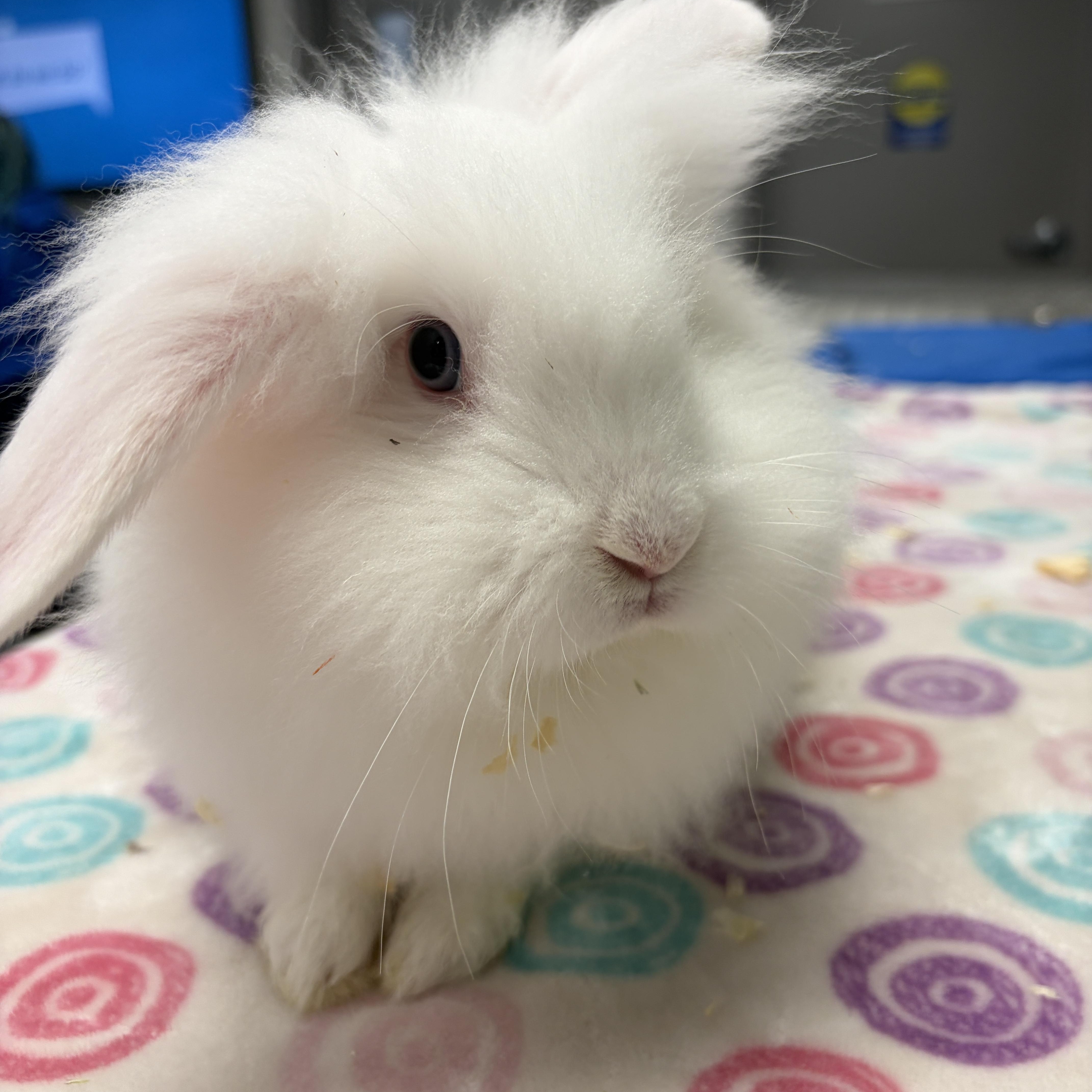 Enlarge Cutie, a Adoptable Bunny Rabbit in Mississauga, ON image 3/4