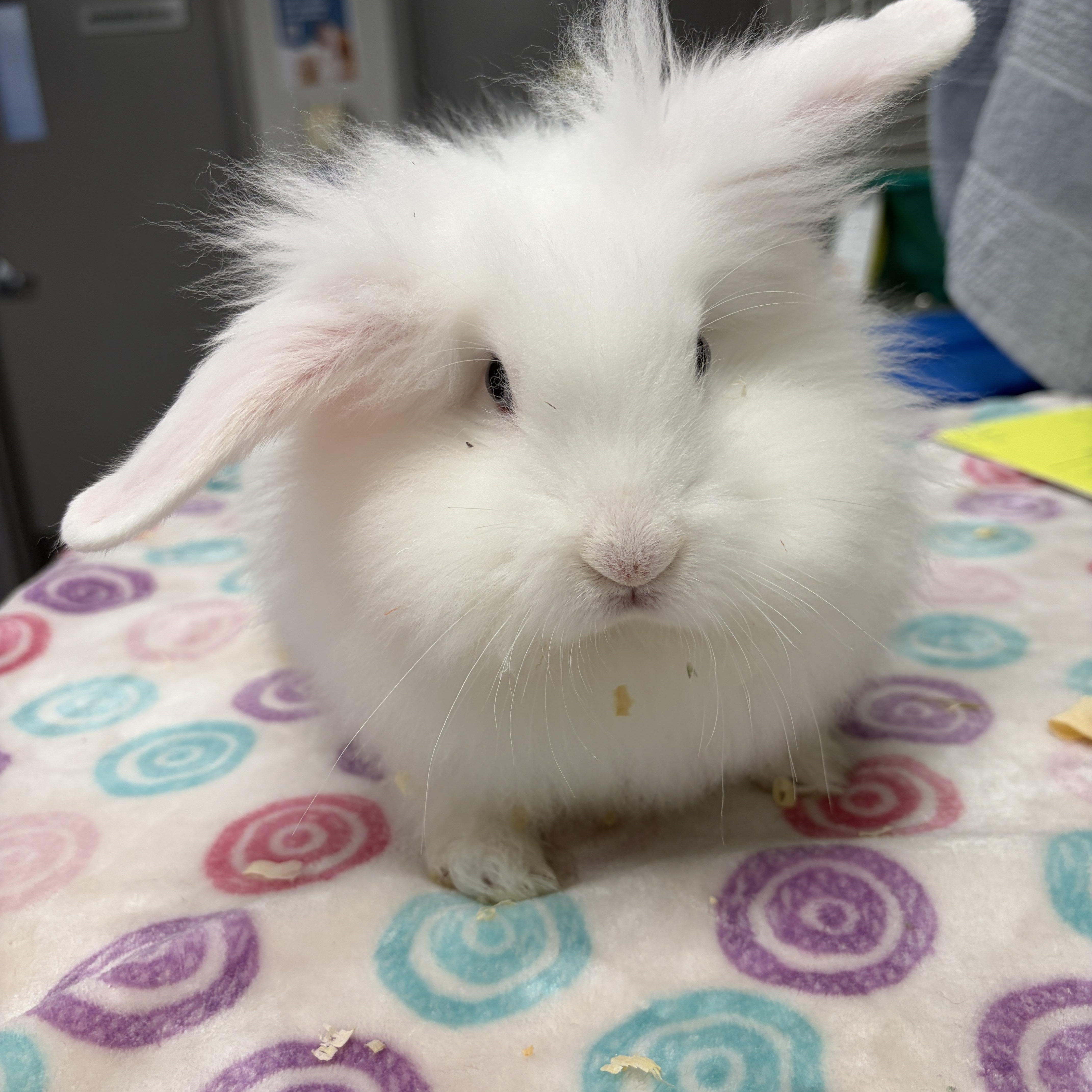 Enlarge Cutie, a Adoptable Bunny Rabbit in Mississauga, ON image 1/4
