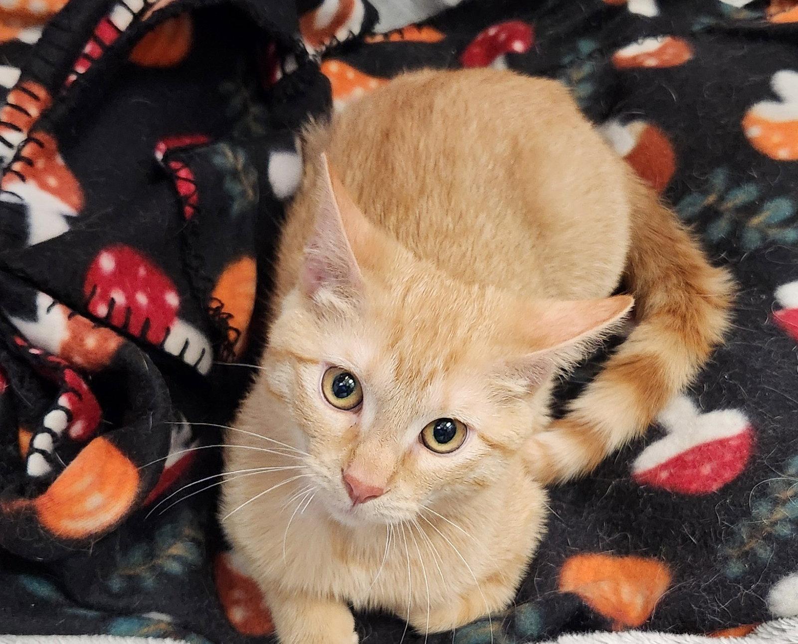 Otto, Adopted, Kitten Male American Shorthair & Tabby.