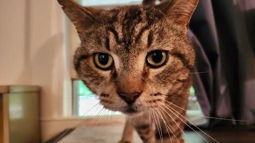 Lil Man, Adoptable, Senior Male Domestic Short Hair.