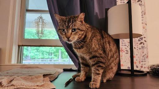 Lil Man, a Adoptable Domestic Short Hair in Raleigh, NC image 2/3