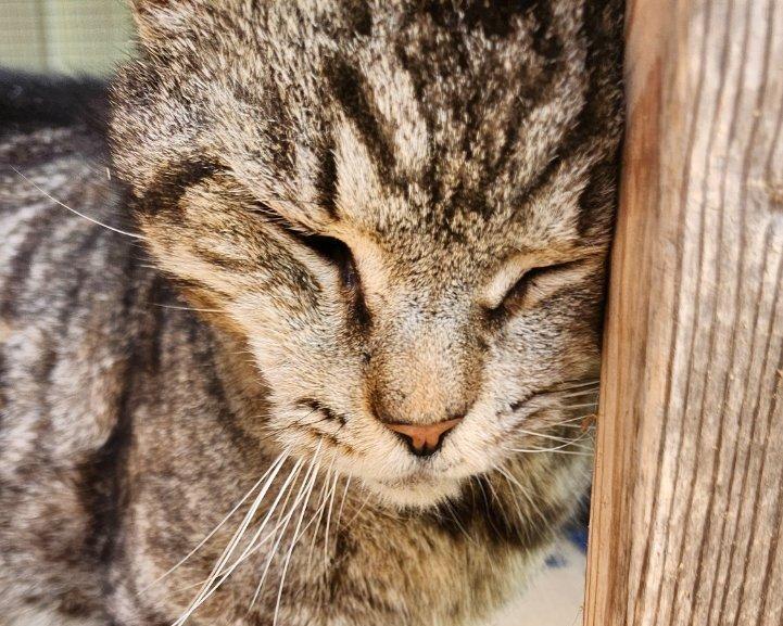 Lil Man, a Adoptable Domestic Short Hair in Raleigh, NC image 3/3