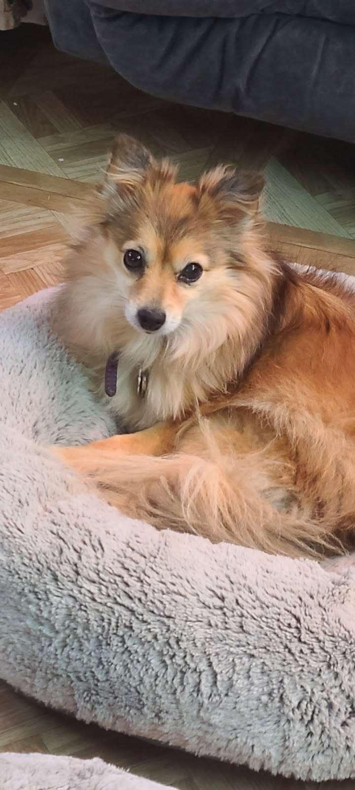 Apache, adopted, Senior Female Pomeranian.
