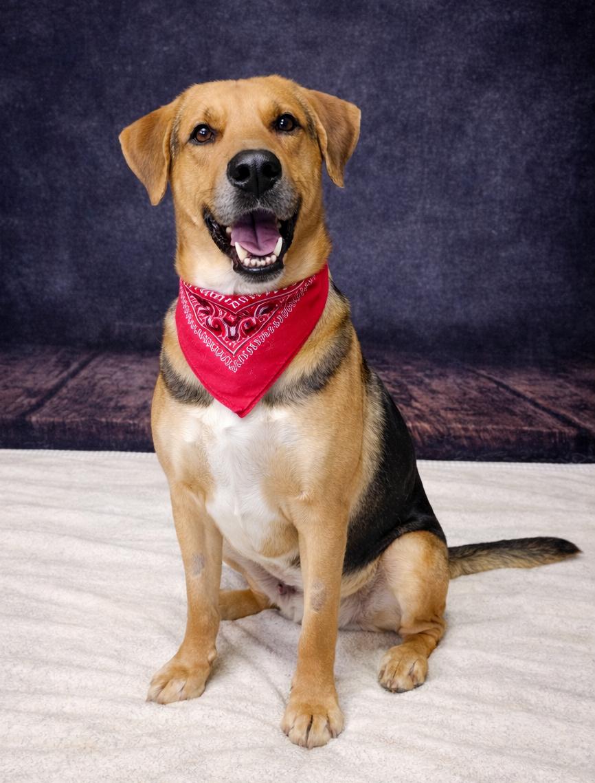 Jasper, ADOPTABLE, Adult Male German Shepherd Dog.
