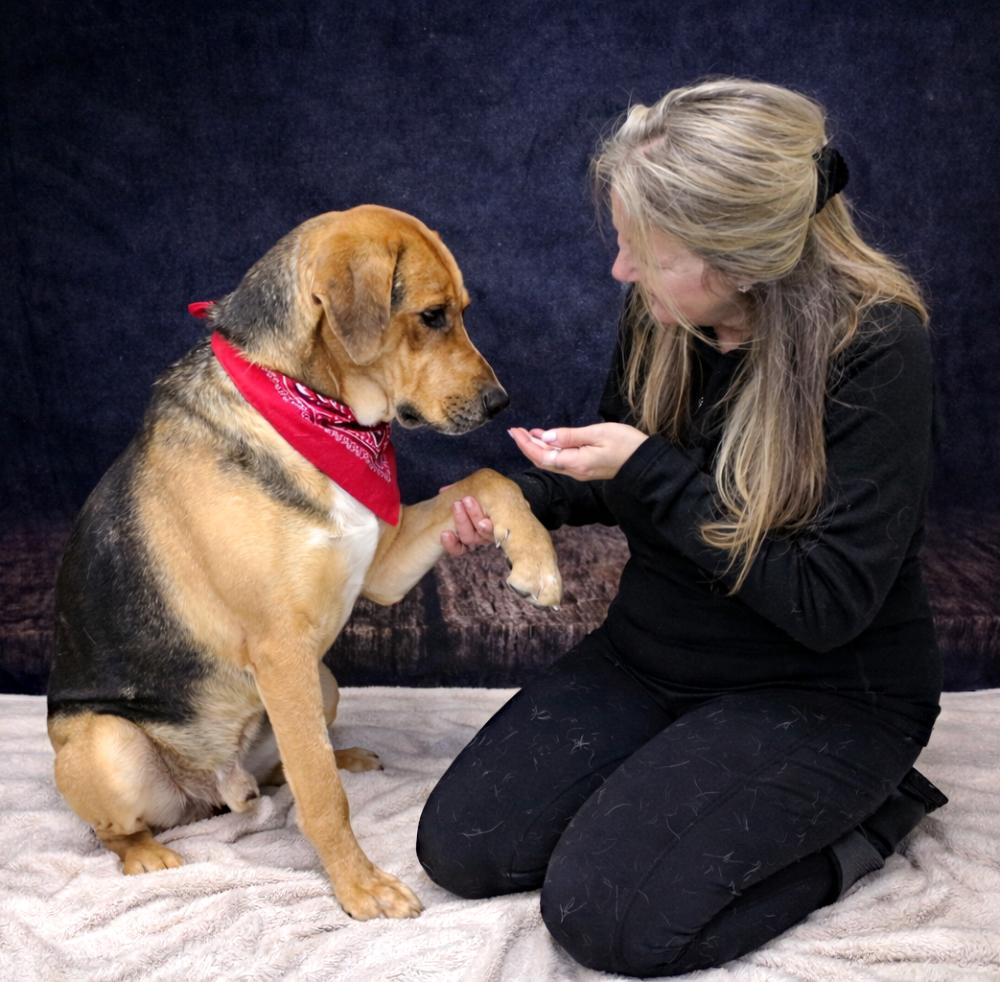 Enlarge Jasper, a ADOPTABLE mixed breed in Cheboygan, MI image 4/6