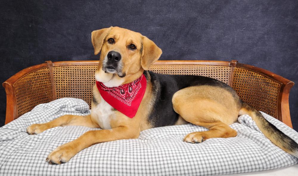 Enlarge Jasper, a ADOPTABLE mixed breed in Cheboygan, MI image 2/6