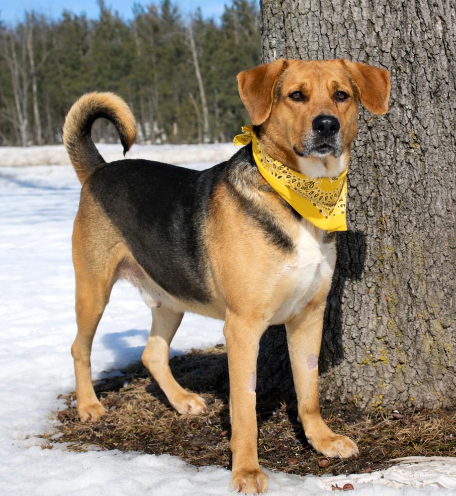 Enlarge Jasper, a ADOPTABLE mixed breed in Cheboygan, MI image 5/6