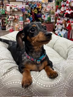 Tifa, Adoptable, Puppy Female Dachshund.