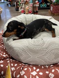 Tifa, a Adoptable Dachshund in Lebanon, OH image 2/2
