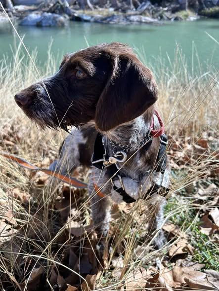 Sonic, adopted, Puppy Female German Shepherd Dog & Brittany Spaniel.