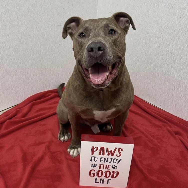 Malachi GCI Trained Graduate!!, adoptable, Adult Male Terrier & Pit Bull Terrier.