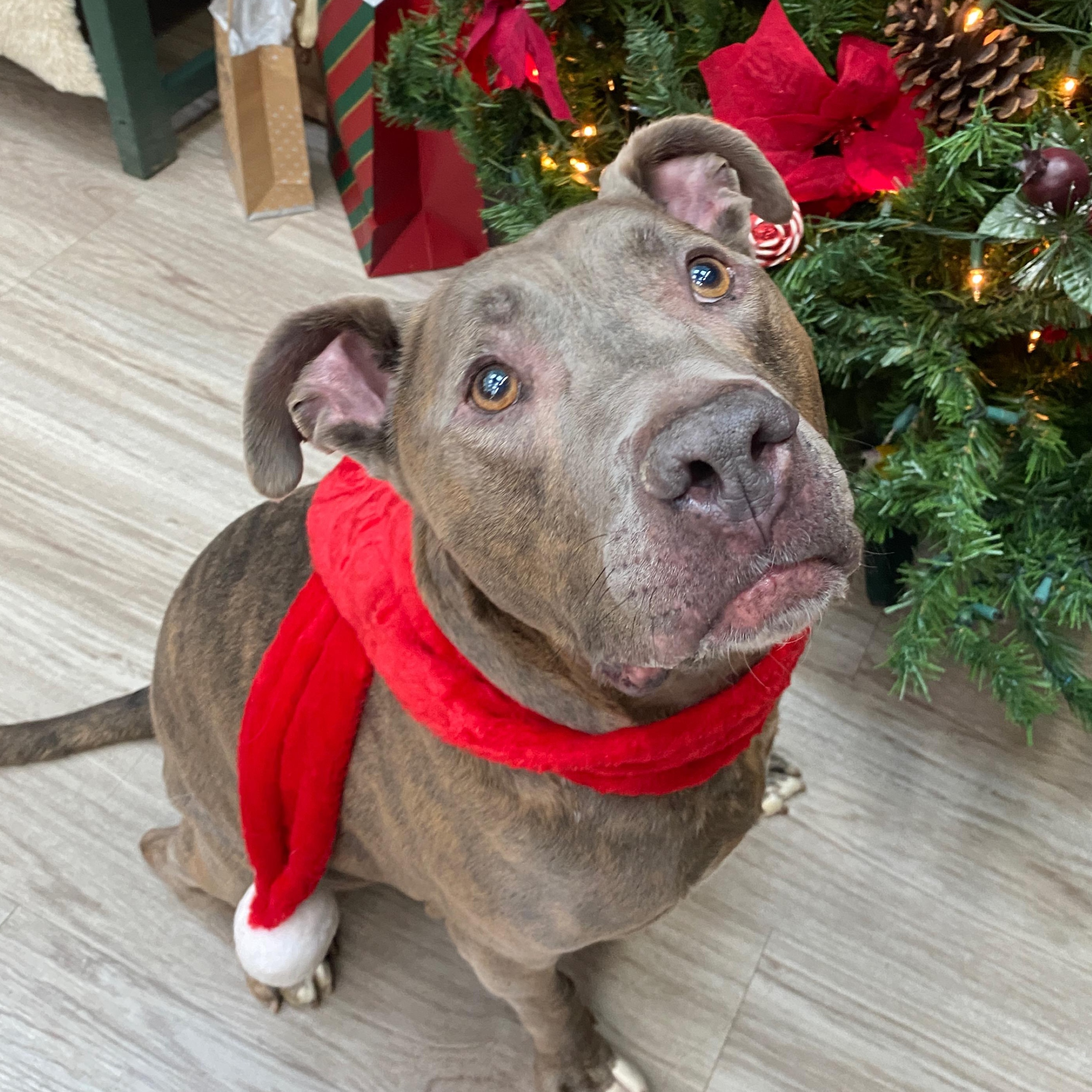 Malachi GCI Trained Graduate!!, adoptable, Adult Male Terrier & Pit Bull Terrier.
