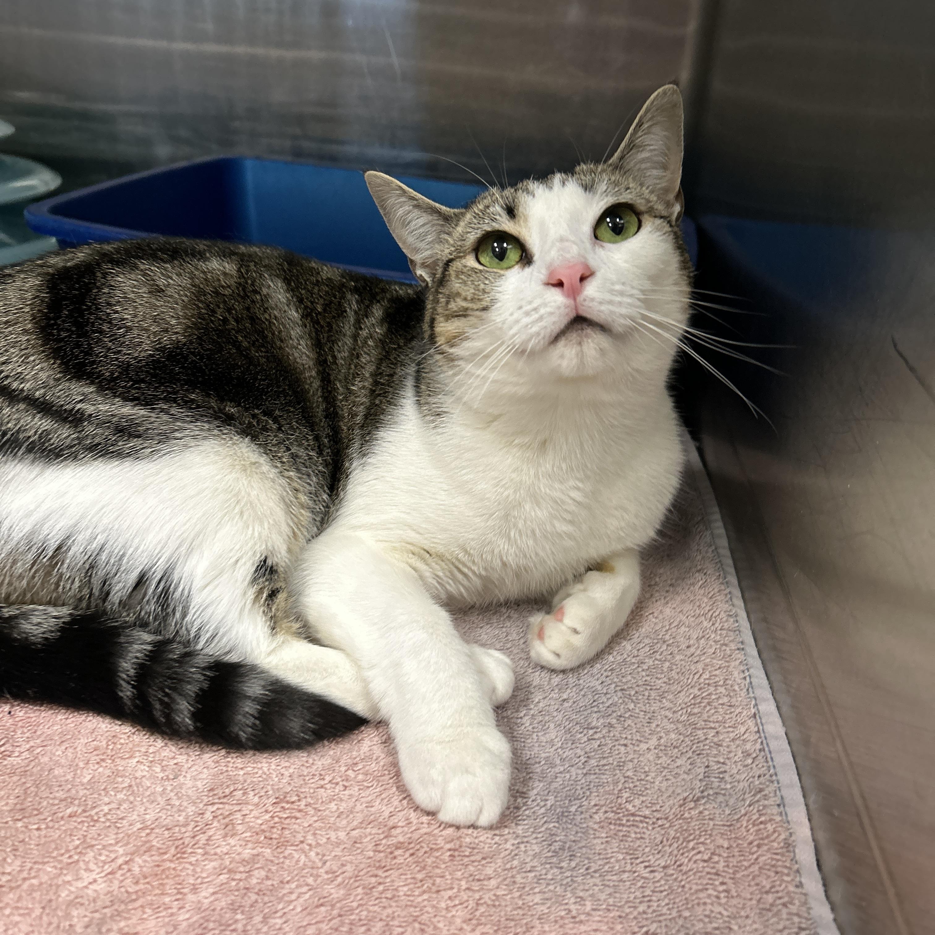 Enlarge Zeta & Theta (Bonded), a ADOPTABLE Domestic Short Hair in La Grange Park, IL image 3/5