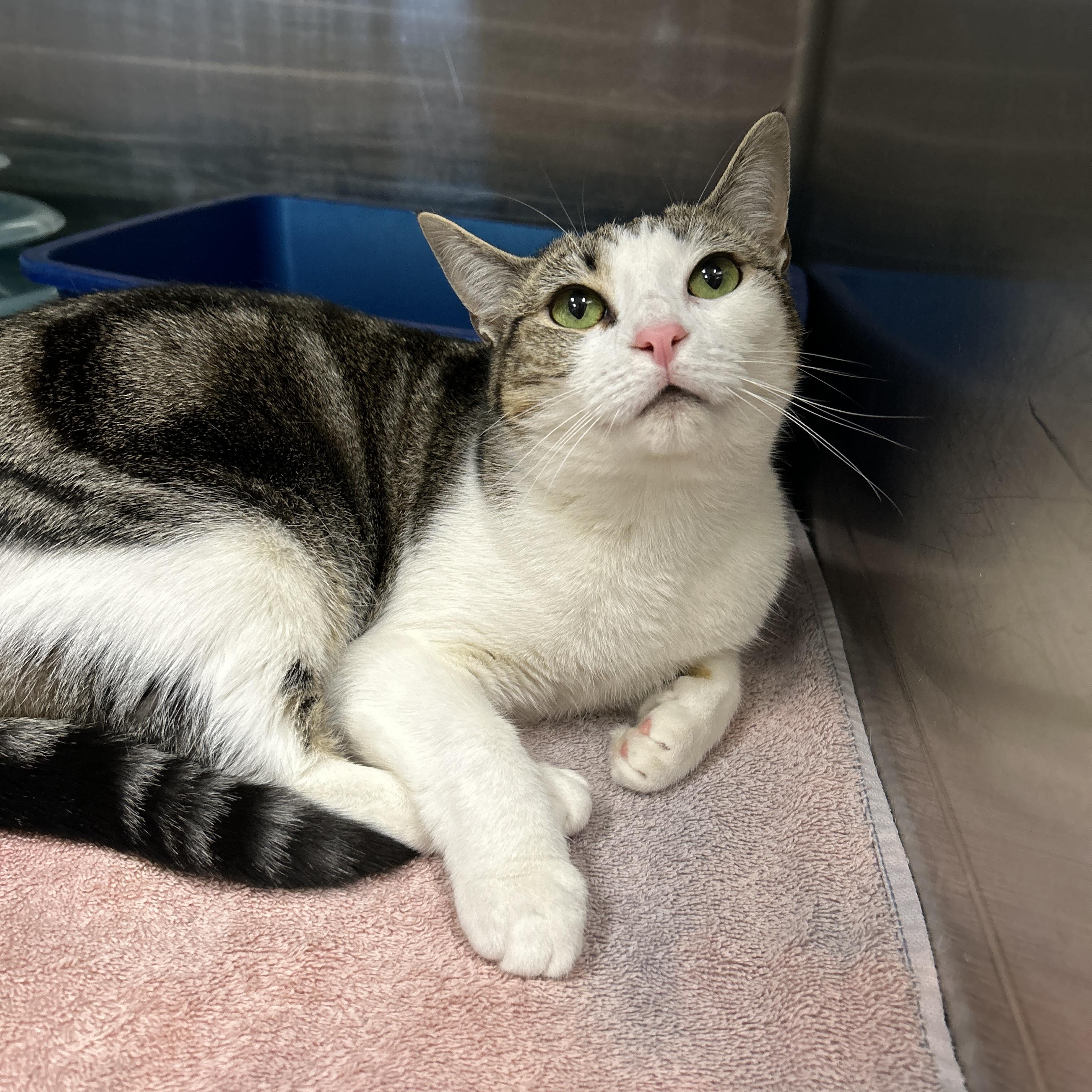 Enlarge Zeta & Theta (Bonded), a ADOPTABLE Domestic Short Hair in La Grange Park, IL image 2/5