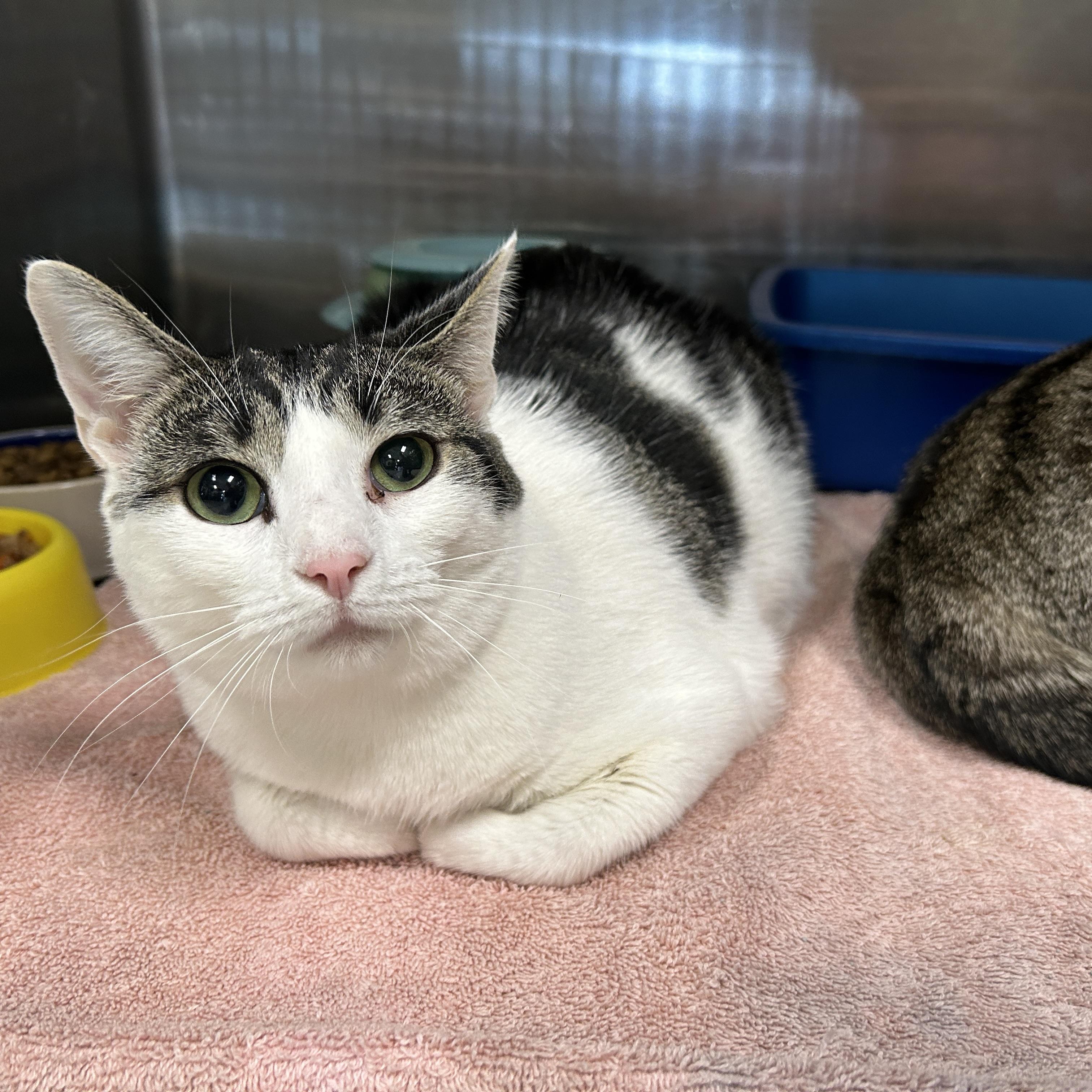 Enlarge Zeta & Theta (Bonded), a ADOPTABLE Domestic Short Hair in La Grange Park, IL image 5/5