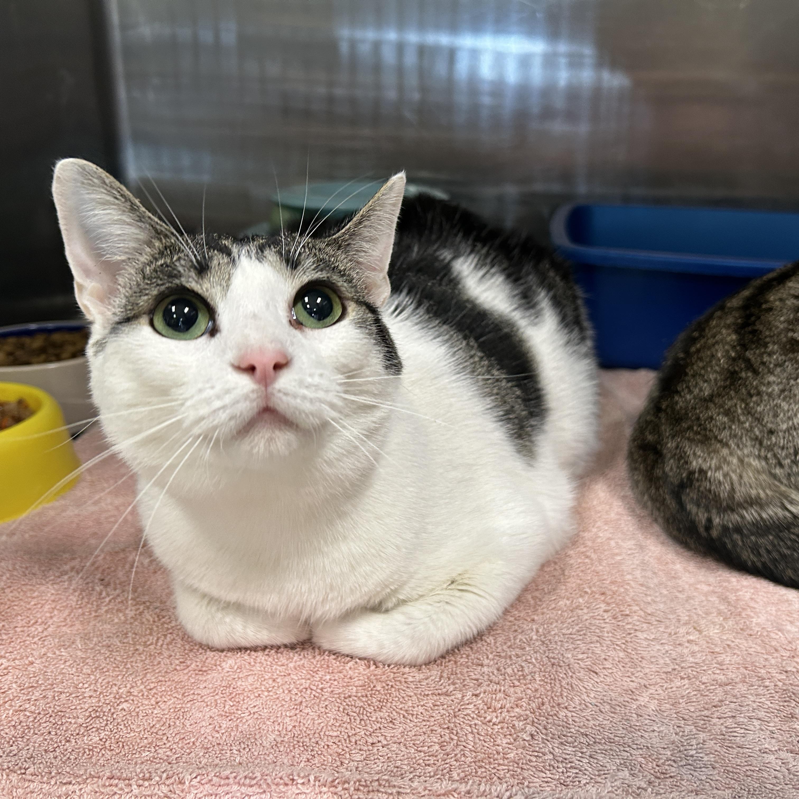 Enlarge Zeta & Theta (Bonded), a ADOPTABLE Domestic Short Hair in La Grange Park, IL image 1/5