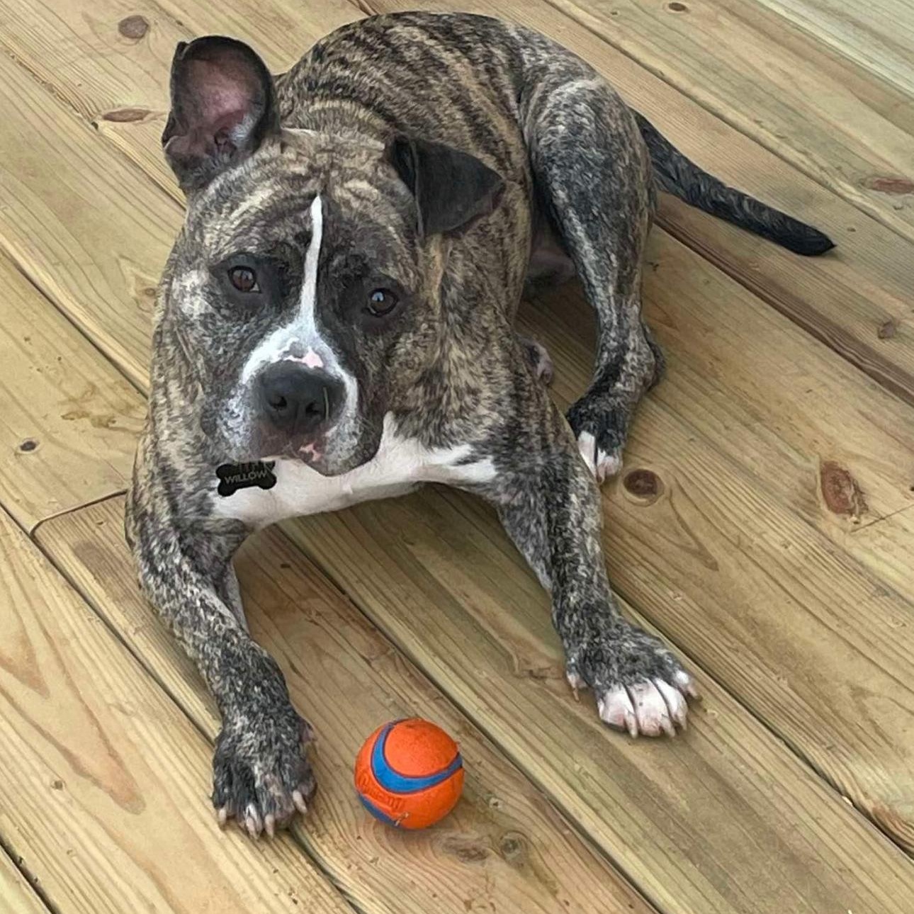 6896 Willow, a Adoptable Pit Bull Terrier in Springfield, MO image 1/5