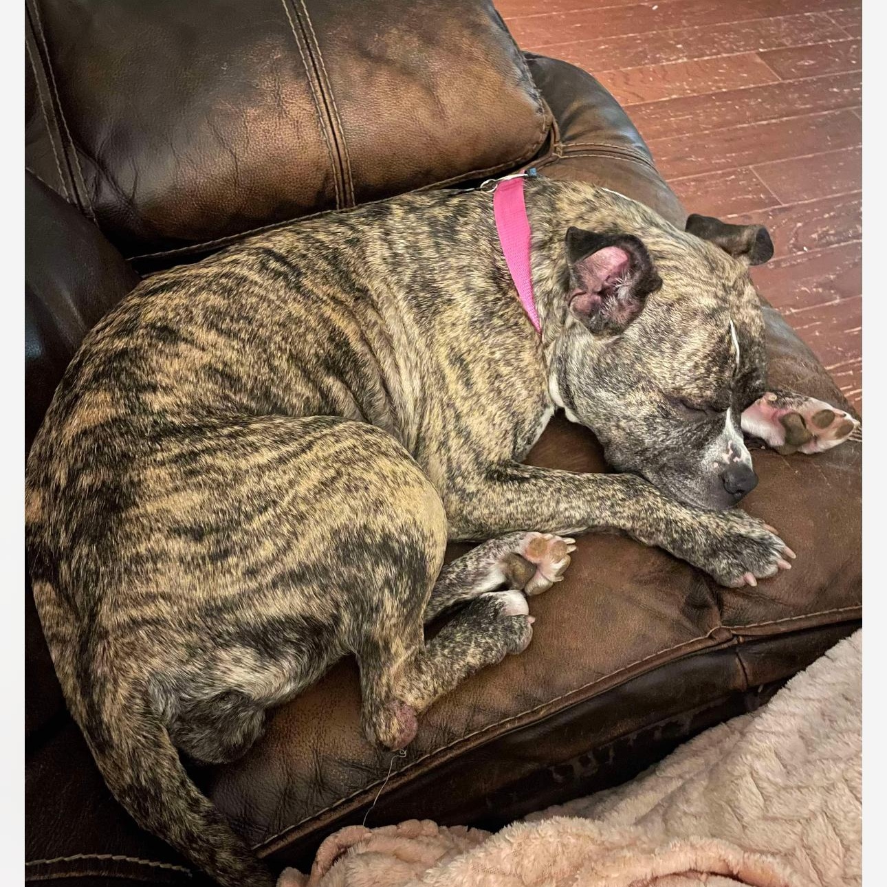 6896 Willow, a Adoptable Pit Bull Terrier in Springfield, MO image 2/5