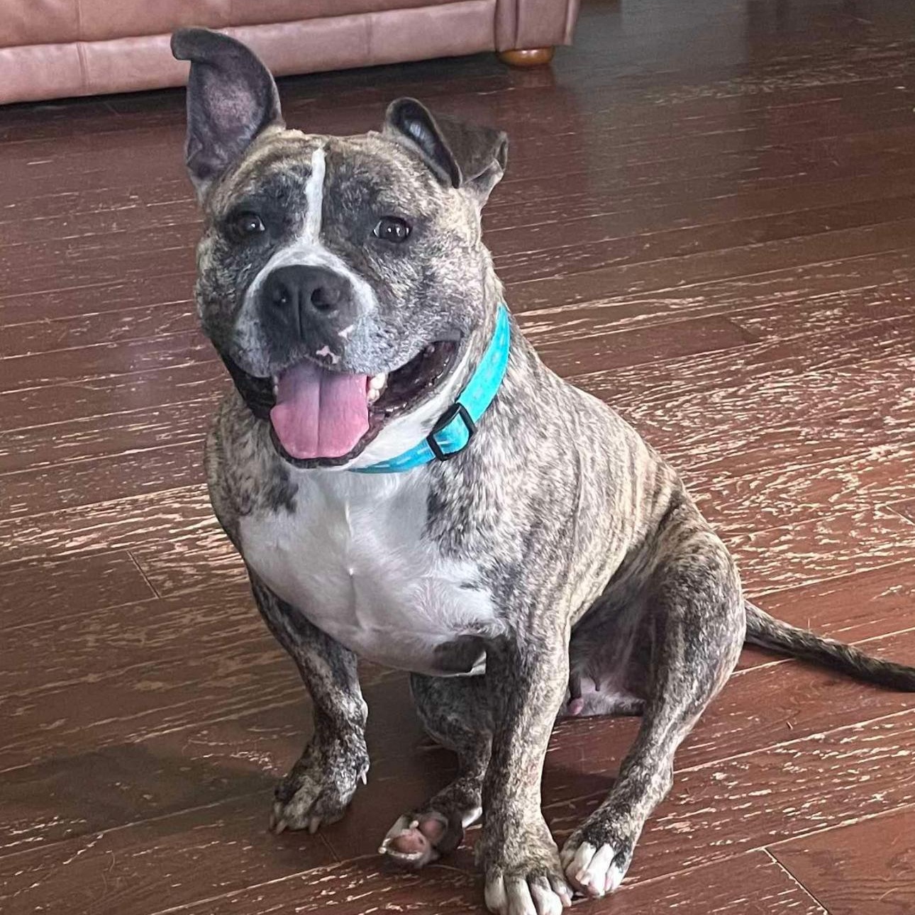 6896 Willow, a Adoptable Pit Bull Terrier in Springfield, MO image 3/5