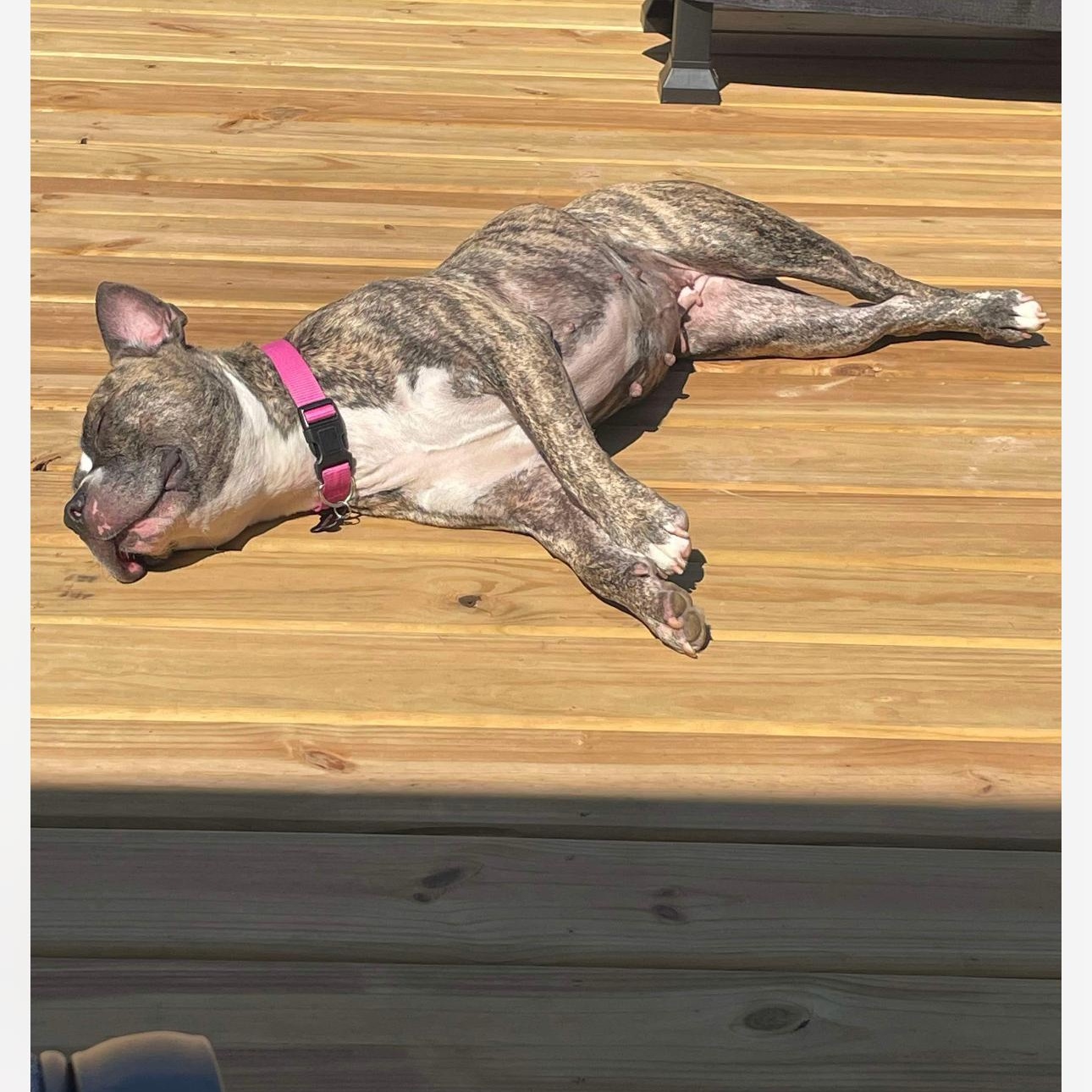 6896 Willow, a Adoptable Pit Bull Terrier in Springfield, MO image 4/5