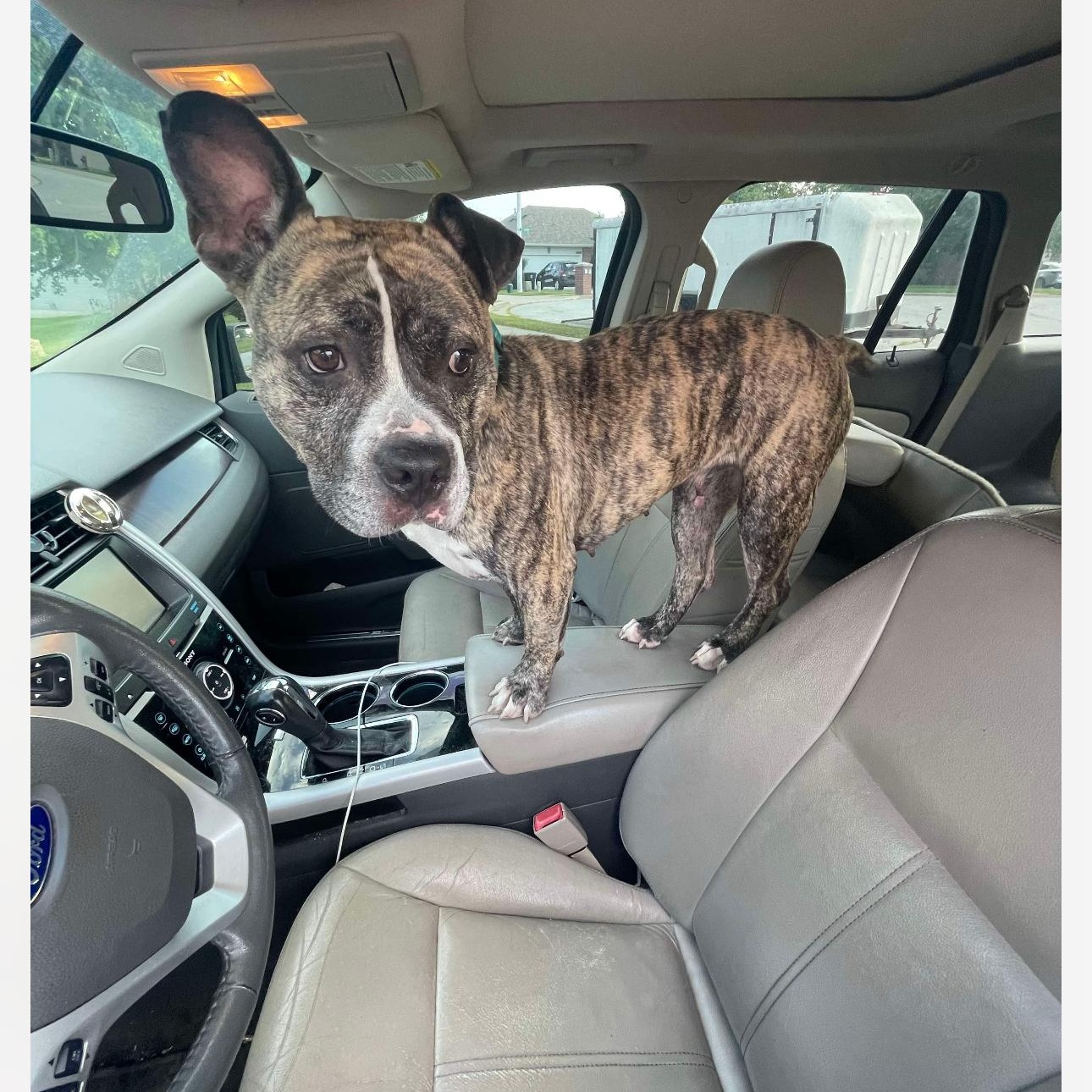 6896 Willow, a Adoptable Pit Bull Terrier in Springfield, MO image 5/5