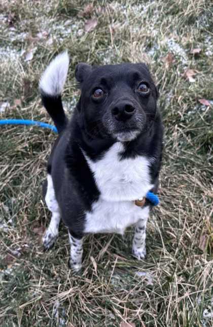 Enlarge Moses, a Adoptable mixed breed in New Albany, IN image 1/3
