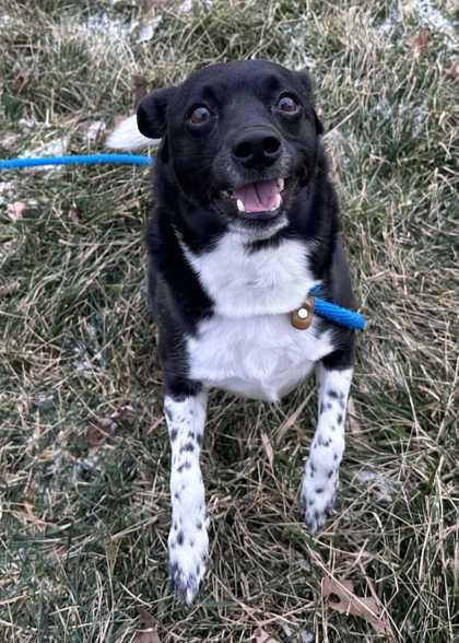 Enlarge Moses, a Adoptable mixed breed in New Albany, IN image 2/3