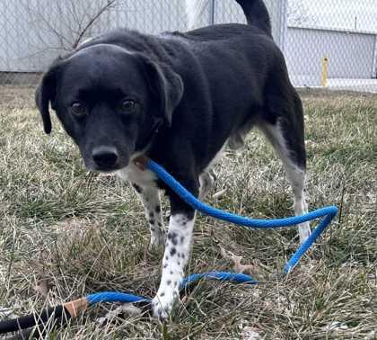Enlarge Moses, a Adoptable mixed breed in New Albany, IN image 3/3
