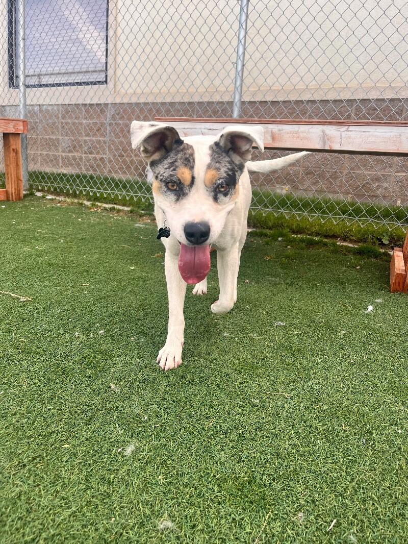 Laney, Adoptable, Adult Female Pit Bull Terrier & Mixed Breed.