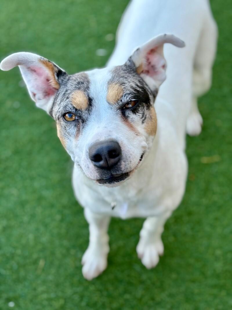 Laney, Adoptable, Adult Female Pit Bull Terrier & Mixed Breed.